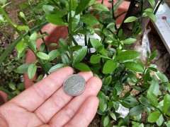 为什么金豆下山桩是圆叶尖叶 图片