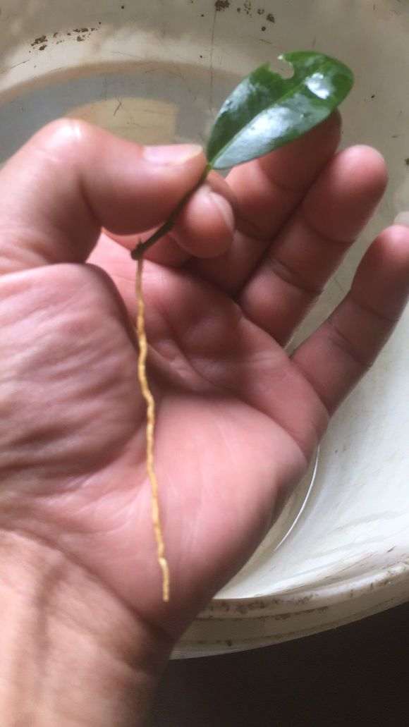 金豆下山桩最好的繁殖方法 图片