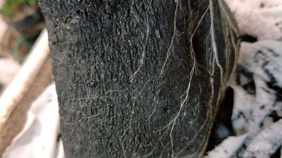 金豆下山桩最好的繁殖方法 图片