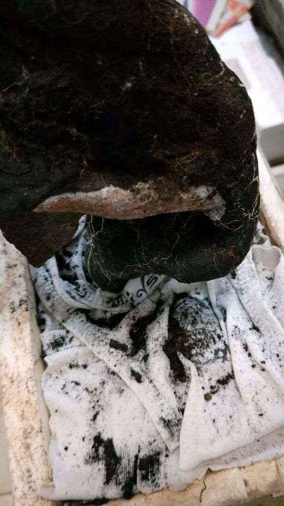 金豆下山桩最好的繁殖方法 图片