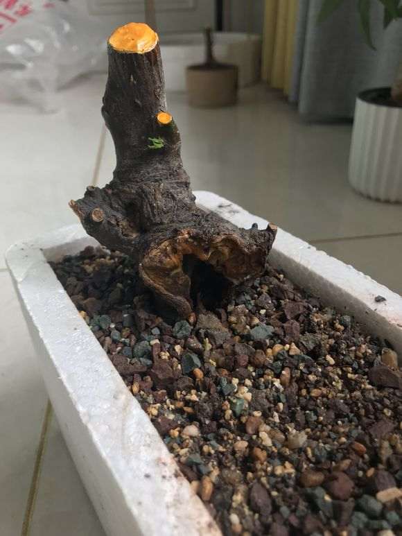 刚发芽的金豆下山桩怎么养护的方法 图片