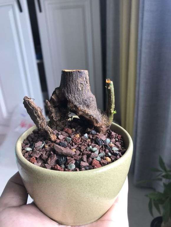 刚发芽的金豆下山桩怎么养护的方法 图片