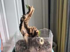 刚发芽的金豆下山桩怎么养护的方法 图片