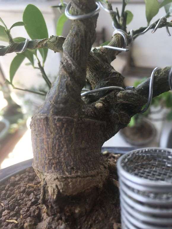 为什么金豆下山桩也有嫁接的 图片