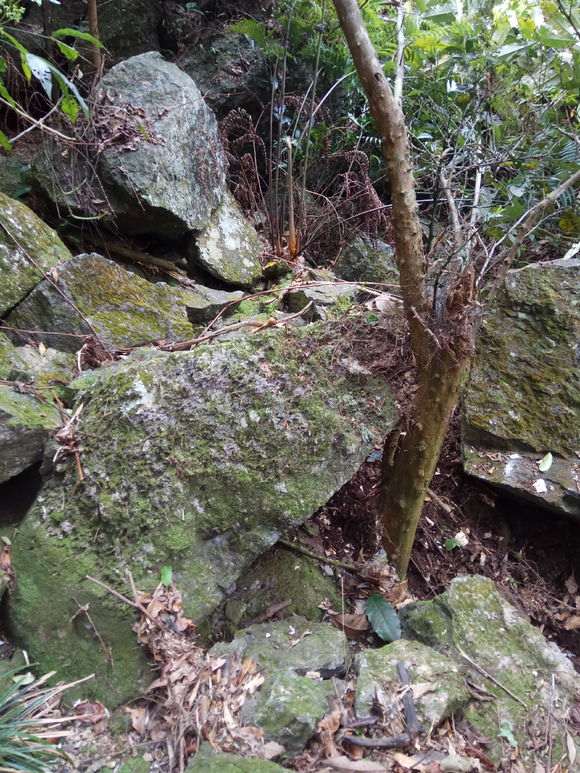 金豆下山桩长石头上 挖不回来 怎么办