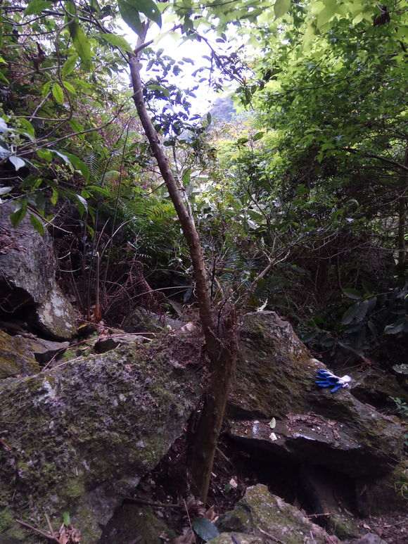 金豆下山桩长石头上 挖不回来 怎么办