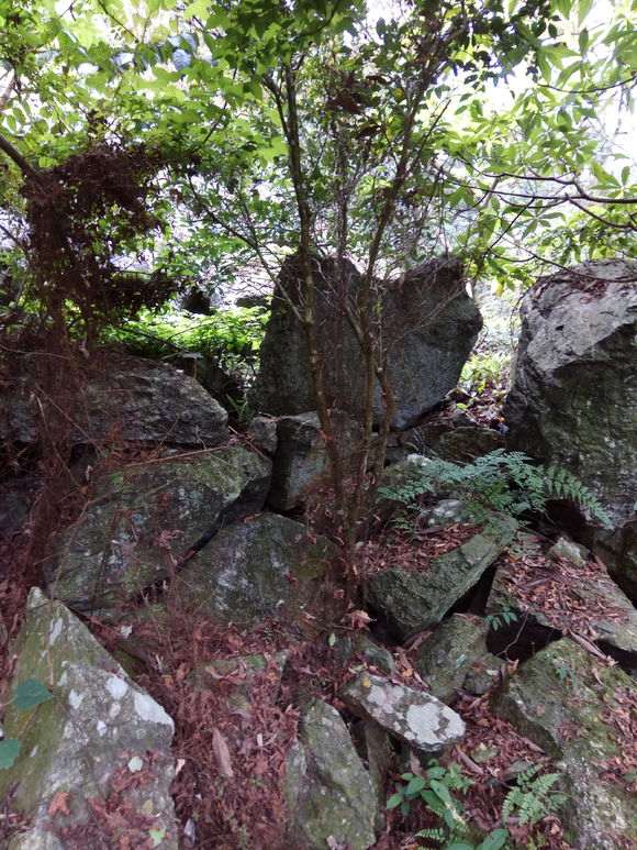 金豆下山桩长石头上 挖不回来 怎么办