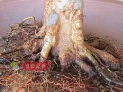 金豆下山桩用什么土最好 赤玉土种 如何