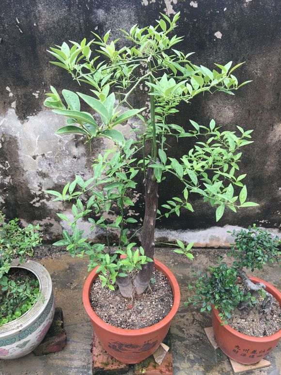 金豆下山桩下山桩种1年了 怎么不开花