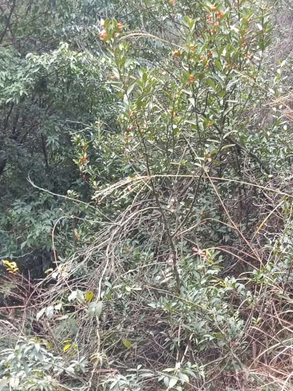 今天又发现一座山的野生金豆下山桩 图片