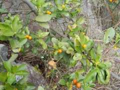 今天又发现一座山的野生金豆下山桩 图片