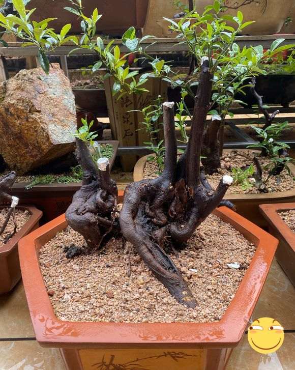 家里金豆下山桩 800元包邮 怎么样 图片