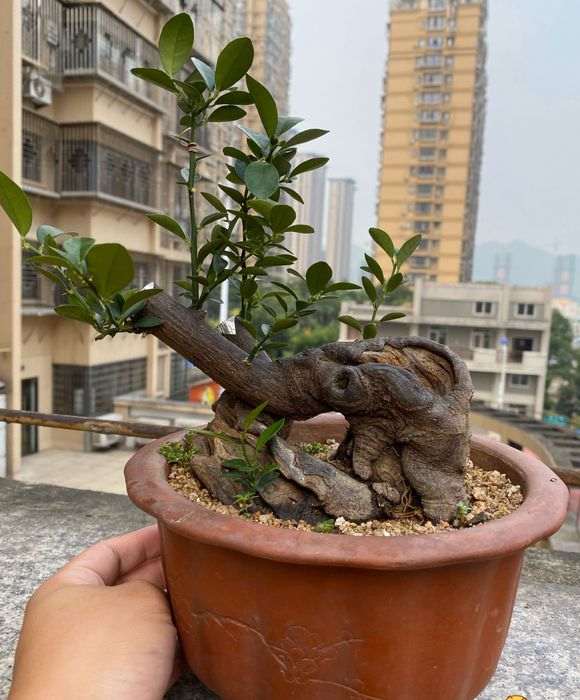 家里金豆下山桩 800元包邮 怎么样 图片