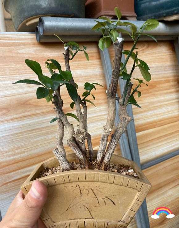 家里金豆下山桩 800元包邮 怎么样 图片