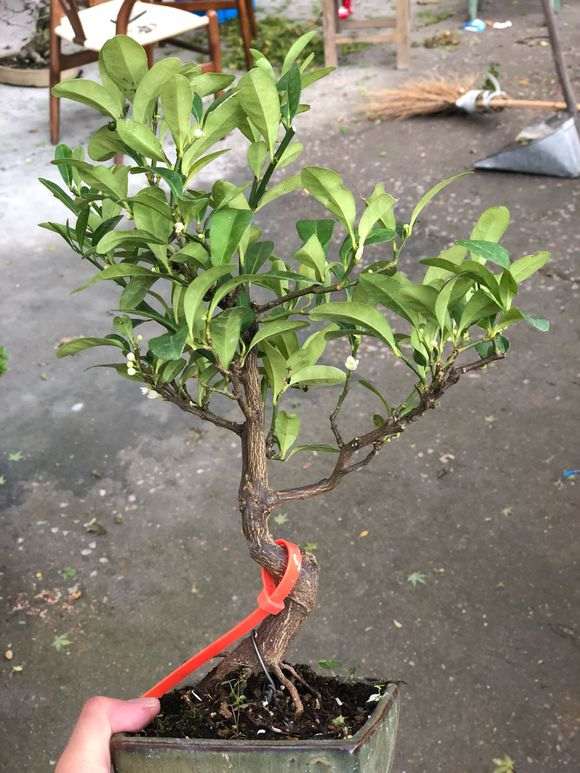 日本金豆下山桩 800元 怎么样 贵吗 图片