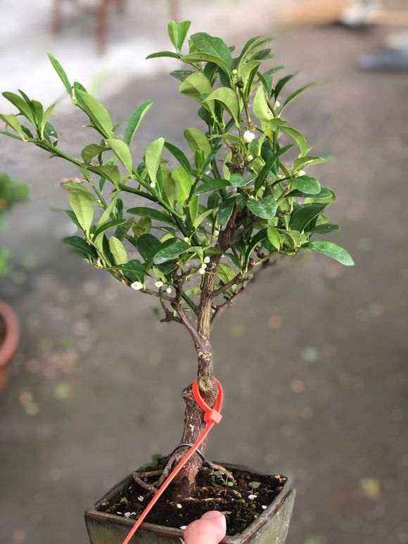 日本金豆下山桩 800元 怎么样 贵吗 图片