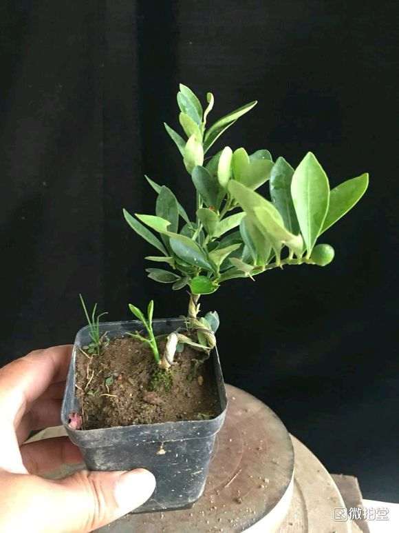 日本进口金豆下山桩和原生 有什么区别