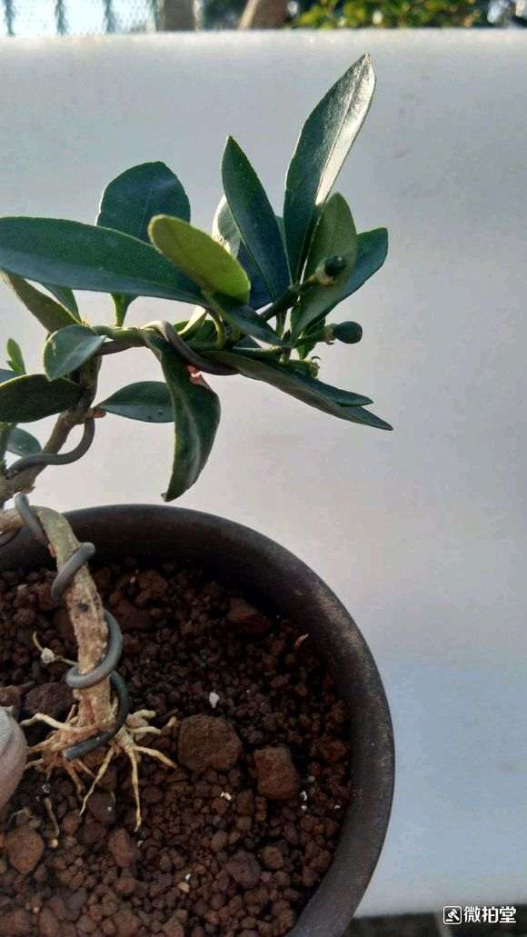 日本进口金豆下山桩和原生 有什么区别