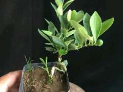 日本进口金豆下山桩和原生 有什么区别