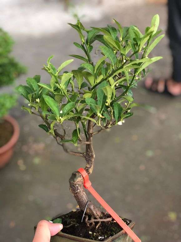 日本金豆下山桩都是黑商家炒出来的