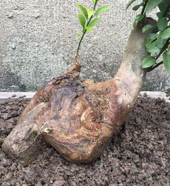 养了一年的金豆下山桩 今天上盆了 图片