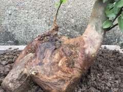 养了一年的金豆下山桩 今天上盆了 图片