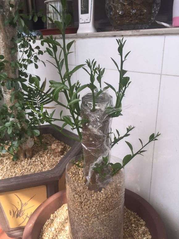 金豆下山桩叶子还没有展开 怎么办 图片