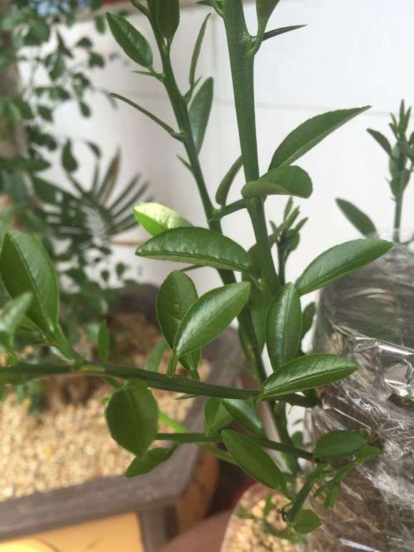 金豆下山桩叶子还没有展开 怎么办 图片