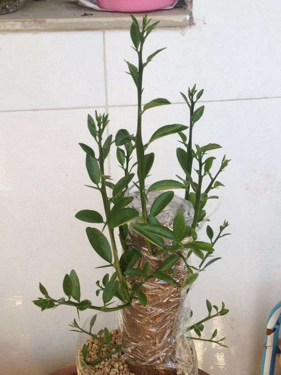 金豆下山桩和金桔有什么区别 图片