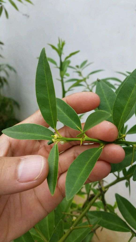 金豆下山桩的果子为什么是长形的 图片