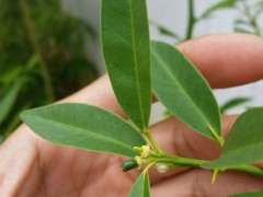 金豆下山桩的果子为什么是长形的 图片