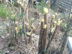 我也有金豆下山桩树桩谁要吗 图片