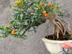 金豆下山桩能耐多少度低温 图片