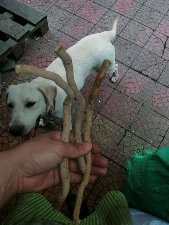 这种金豆下山桩根能种吗 图片