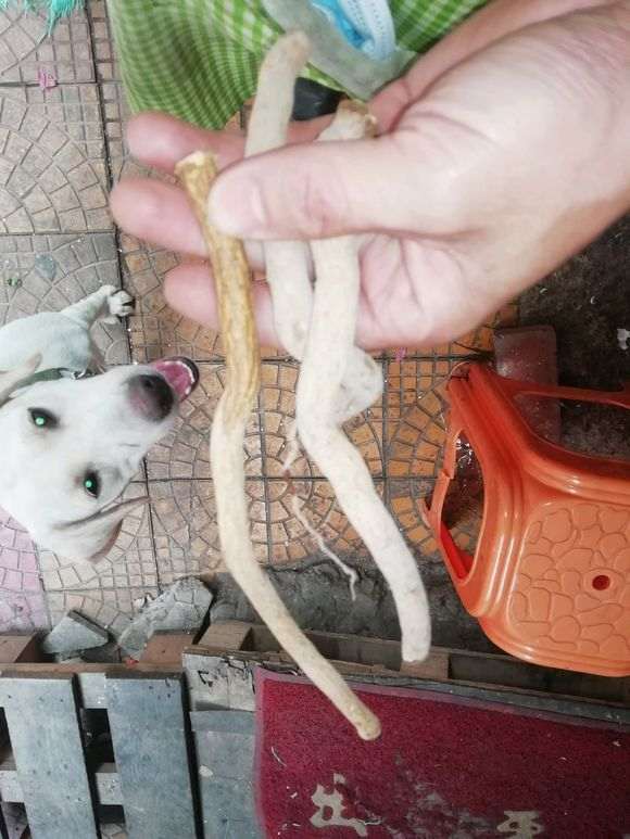这种金豆下山桩根能种吗 图片