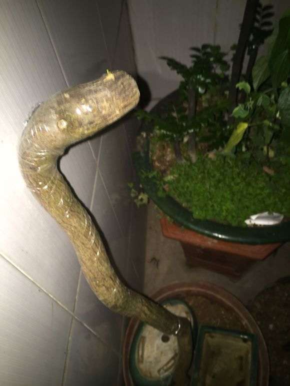 13天 金豆下山桩只要出芽了 图片