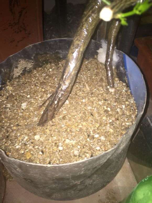 13天 金豆下山桩只要出芽了 图片