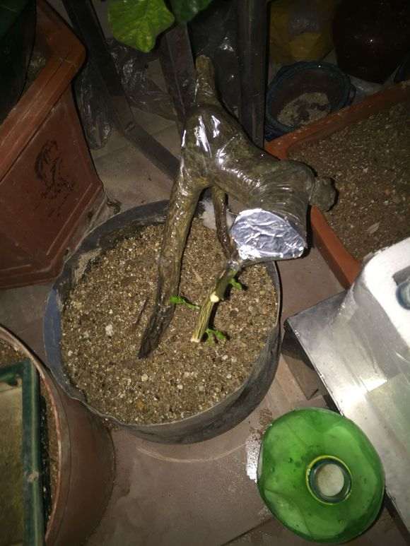 13天 金豆下山桩只要出芽了 图片