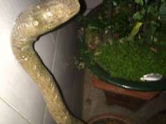 13天 金豆下山桩只要出芽了 图片