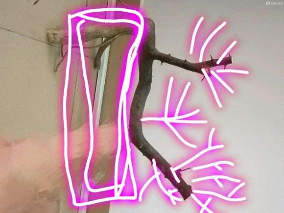 金豆下山桩怎么倒桩栽培的技术 图片