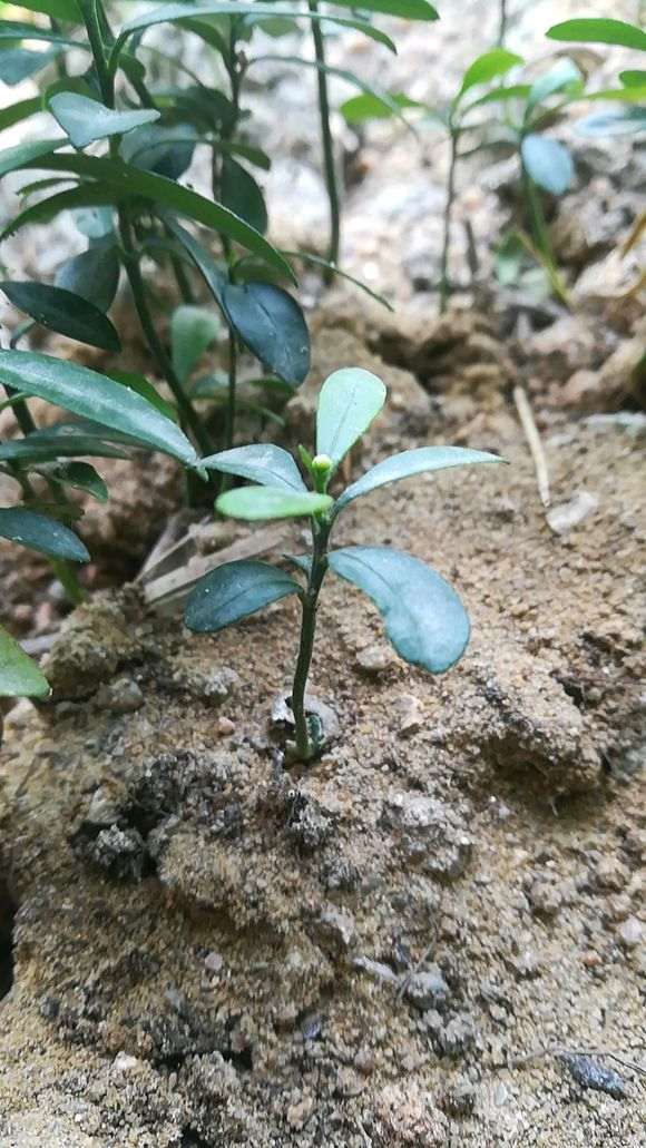 金豆下山桩一定要嫁接才能结果吗 图片