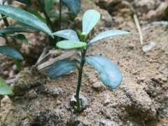 金豆下山桩一定要嫁接才能结果吗 图片