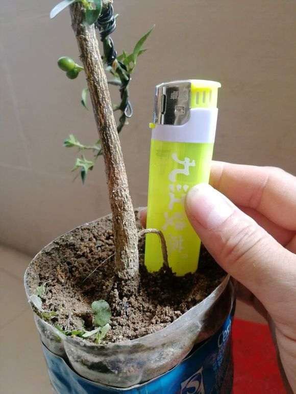 江门新会龙桔算是金豆下山桩近亲吧 图片