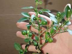 江门新会龙桔算是金豆下山桩近亲吧 图片