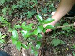 这是金豆下山桩 还是山桔 图片