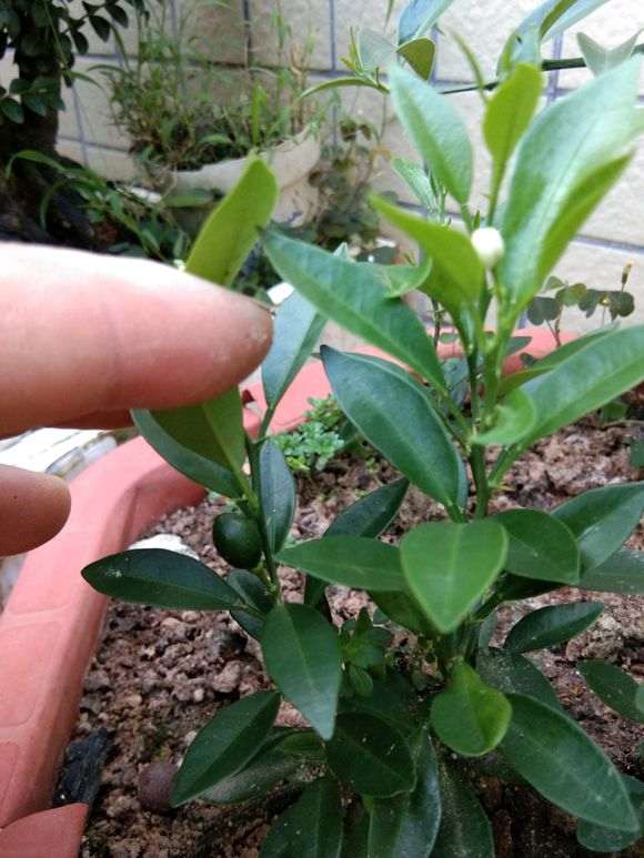 为什么金豆下山桩可以当年播种 当年开花