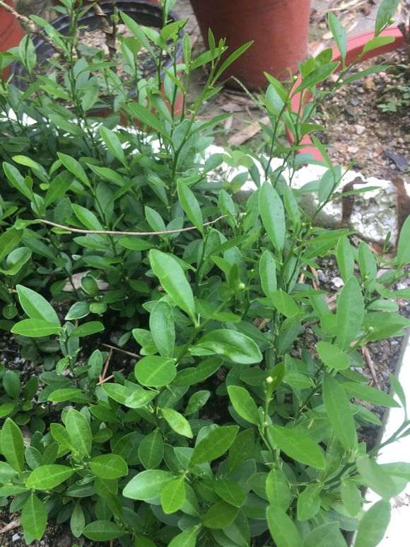 为什么金豆下山桩可以当年播种 当年开花