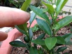 为什么金豆下山桩可以当年播种 当年开花