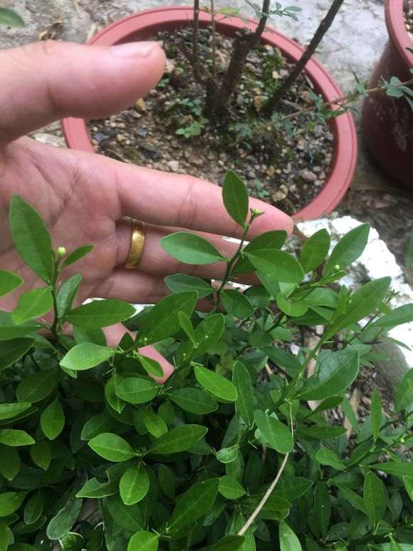 金豆下山桩多久可以结果 谁知道 图片