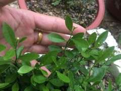 金豆下山桩多久可以结果 谁知道 图片